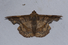 Fascellina chromataria