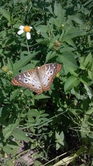 Anartia jatrophae