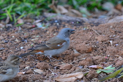 Passer diffusus stygiceps