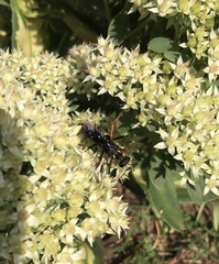 Sphex flavovestitus