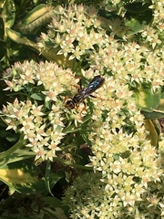 Sphex flavovestitus