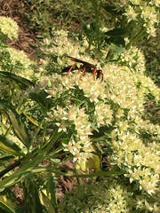 Sphex flavovestitus