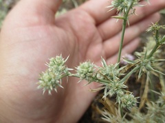Eryngium aristulatum