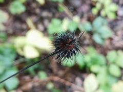 Geum urbanum