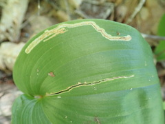 Liriomyza smilacinae