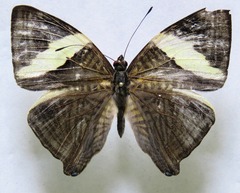 Colobura dirce dirce