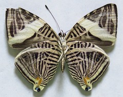 Colobura dirce dirce