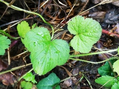 Geum urbanum