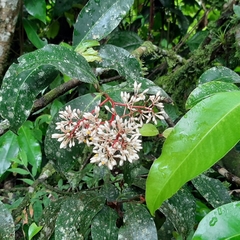 Ardisia compressa