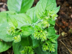 Pentaglottis sempervirens