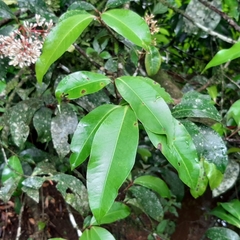 Ardisia compressa