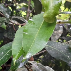 Ardisia compressa