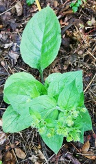Pentaglottis sempervirens