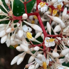 Ardisia compressa