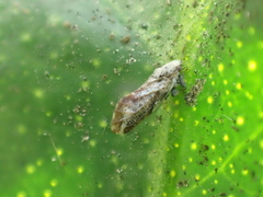 Diaphorina citri