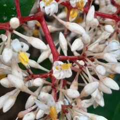 Ardisia compressa