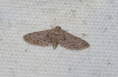 Eupithecia ultimaria