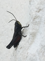 Omocestus
