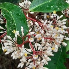 Ardisia compressa
