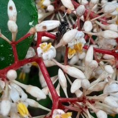 Ardisia compressa