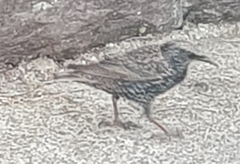 Sturnus vulgaris
