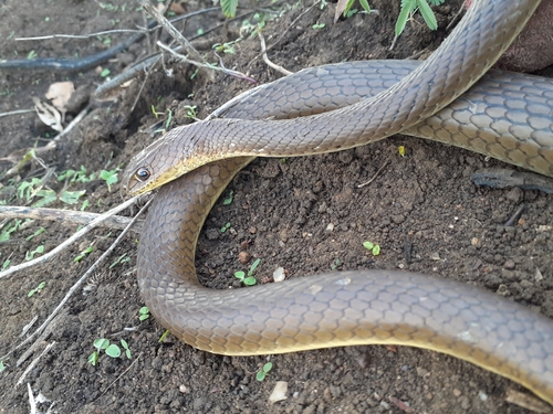 Photo of a Olive Whip Snake (Psammophis mossambicus)