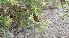 Apyrrothrix araxes