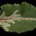 Liriomyza strigata - Photo (c) Σάββας Ζαφειρίου (Savvas Zafeiriou), some rights reserved (CC BY-NC), uploaded by Σάββας Ζαφειρίου (Savvas Zafeiriou)