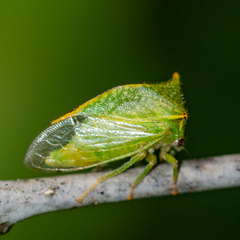 Hadrophallus bubalus