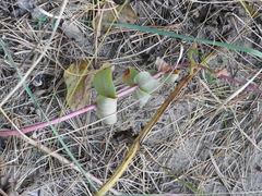 Hylotelephium maximum