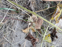 Hylotelephium maximum