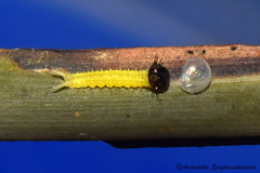 Elymnias hypermnestra