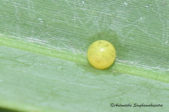 Elymnias hypermnestra