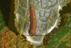 Coladenia indrani
