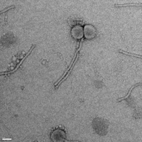 Tailed bacteriophages