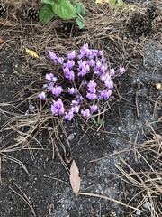 Cyclamen