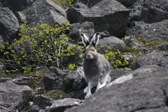 Lepus arcticus