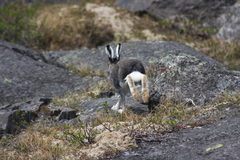 Lepus arcticus