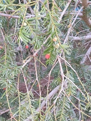 Taxus baccata