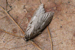 Semioscopis avellanella
