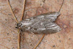 Semioscopis avellanella