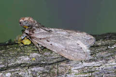 Semioscopis avellanella