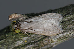 Semioscopis avellanella