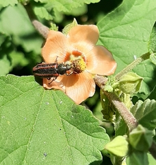 Astylus quadrilineatus