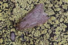 Semioscopis avellanella