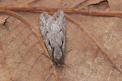 Semioscopis avellanella