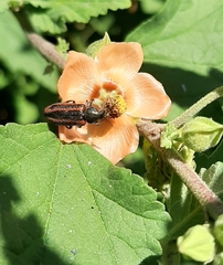 Astylus quadrilineatus