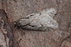 Semioscopis avellanella