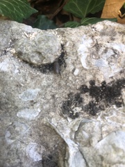 Armadillidium nasatum