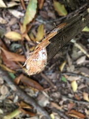 Sclerotinia sclerotiorum